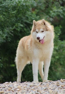 Étalon Siberian Husky - Arkouna Dream's Thorn express