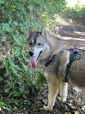 Étalon Siberian Husky - Vanou De La Fleur De Lys De La Ternoise