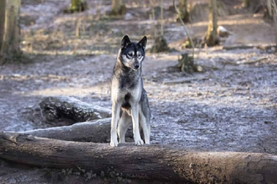 Étalon Siberian Husky - Storm to riders of free spirit