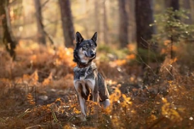 Étalon Siberian Husky - Princesse boréale de la contrée du sud