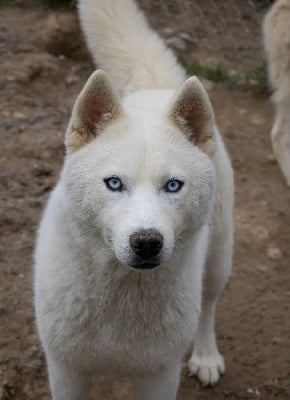 Étalon Siberian Husky - Una des Gardiens du Palais