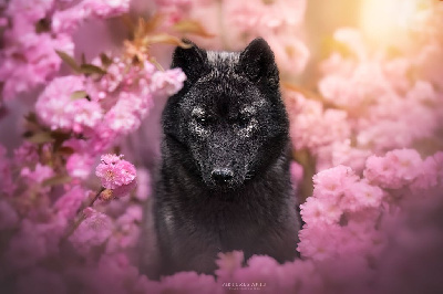 Étalon Siberian Husky - eskifavorite Zhritsa lyubvi