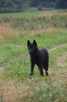 Étalon Siberian Husky - ?saga? a nightmare before christmas Of Northern Lights Spirit