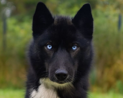 Étalon Siberian Husky - Uanna du royaume de l'or blanc