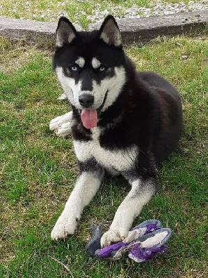 Étalon Siberian Husky - Liubov's Vao