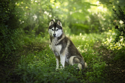 Étalon Siberian Husky - Ushuaia a legend of fire Of Artic West Wind