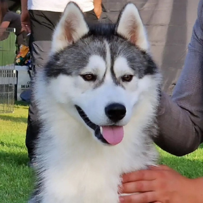 Étalon Siberian Husky - U get my heart des reves de neige