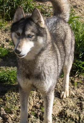 Étalon Siberian Husky - Tania des Gardiens du Palais
