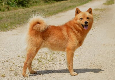 Étalon Spitz Finlandais - CH. Uhkea uljas of artic cobaka