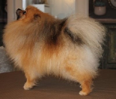 Étalon Spitz allemand - sunorange Gringo boss