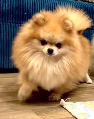 Étalon Spitz allemand - belle boule de marie Khejli kamilla
