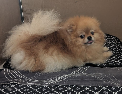 Étalon Spitz allemand - Traisi amouage