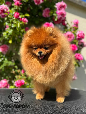 Étalon Spitz allemand - CH. tauro Belma