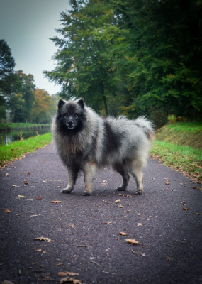 image de Thor dit willow