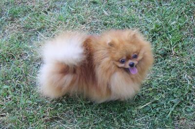 Étalon Spitz allemand - Seven raimbow colors De La Volpe Nera