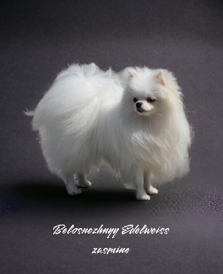 Étalon Spitz allemand - belosnezhnyy edelweiss Zhasmin