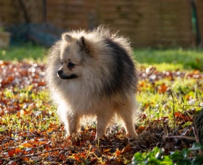 Étalon Spitz allemand - Valentino Du Clos Des Pom' De Pins