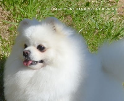 Étalon Spitz allemand - CH. seliona prime Nastasia