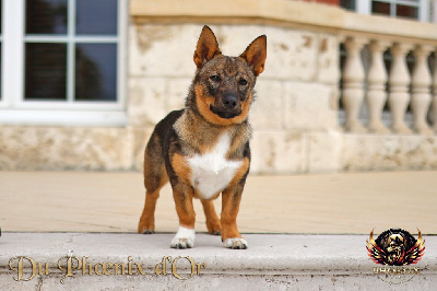 Étalon Spitz des Visigoths - gnipahellirs Esbj&ouml;rn