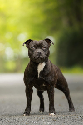 Étalon Staffordshire Bull Terrier - Vaïla Tone Of Black
