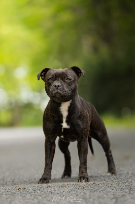 Étalon Staffordshire Bull Terrier - Vaika Tone Of Black