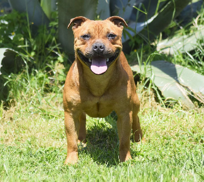 Étalon Staffordshire Bull Terrier - Valkyrie fighter Fire Shadow Legend