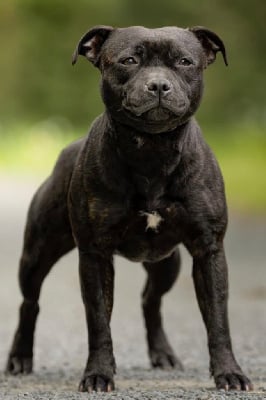 Étalon Staffordshire Bull Terrier - Viska Tone Of Black