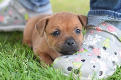 Étalon Staffordshire Bull Terrier - Aloha ambre des fils de Nwenco