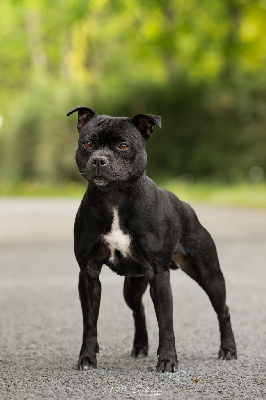Étalon Staffordshire Bull Terrier - Wenilek's Uchiwa sharingan