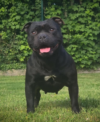 Étalon Staffordshire Bull Terrier - Sally De L'empreinte Américaine