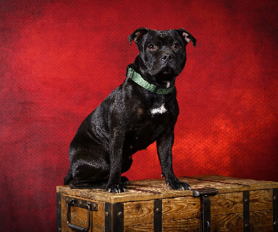 Étalon Staffordshire Bull Terrier - Terra orlana Des Plaines D'Alderaan