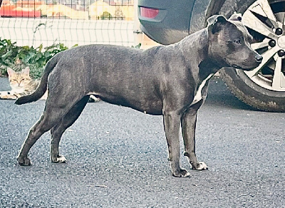 Étalon Staffordshire Bull Terrier - Uxi (Sans Affixe)