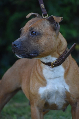 Étalon Staffordshire Bull Terrier - Lalie's Niños Unabashed lady whistledown