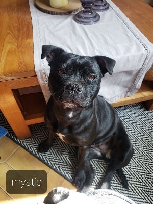 Étalon Staffordshire Bull Terrier - Rmystic Of The Releve