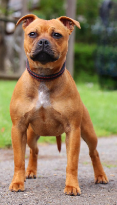 Étalon Staffordshire Bull Terrier - Very bad girl Of Staffy'pianottoli
