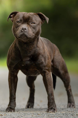 Étalon Staffordshire Bull Terrier - Vaho Tone Of Black