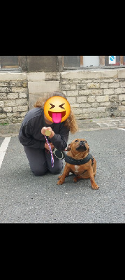 Étalon Staffordshire Bull Terrier - Vany (Sans Affixe)