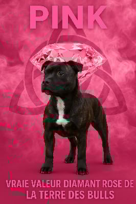 Étalon Staffordshire Bull Terrier - Vraie valeur diamant rose De La Terre Des Bulls