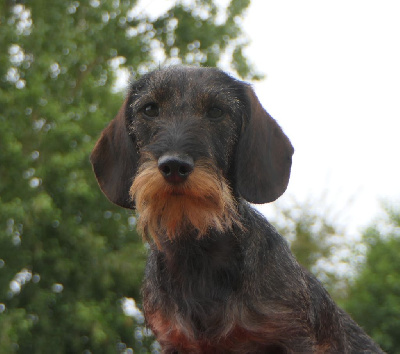 Étalon Teckel poil dur - Une ile flottante de l'air salin