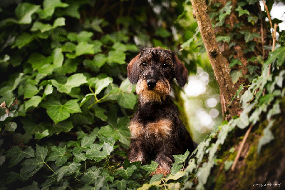 Étalon Teckel poil dur - Ugoline Du domaine de saint clair