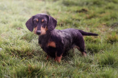 Étalon Teckel poil dur - R'ebor blue du Domaine de la Veyssière