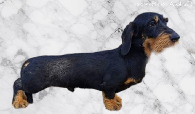 Étalon Teckel poil dur - CH. Ilex Auréu's Sabactès