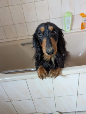 Étalon Teckel poil long - Too much des petites pattes d'aurel