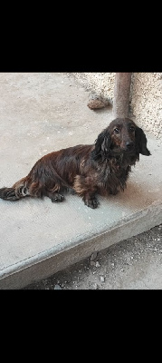 Étalon Teckel poil long - Violette Du Petit Riche Bourg