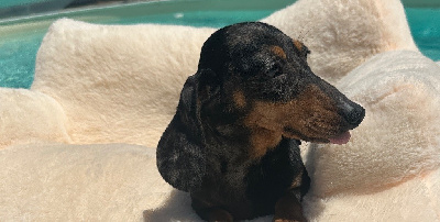 Étalon Teckel poil ras - mi esperanza Odette