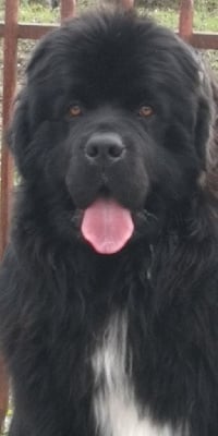 Étalon Terre-neuve - Perle rare d'Entre Terre et Mer