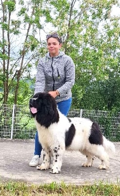 Étalon Terre-neuve - Unforgettable de la ferme de Terranova