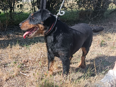 Étalon Terrier de chasse allemand - Rafale Des Petits Diables a Chorlus