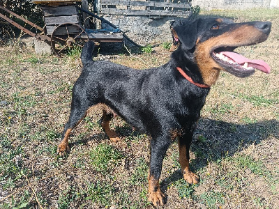 Étalon Terrier de chasse allemand - Tania (Sans Affixe)