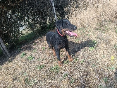 Étalon Terrier de chasse allemand - Venus du haut de Koeking